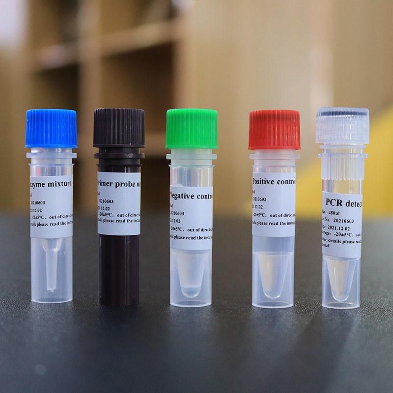 Biobase PCR Test Kit PCR Test Kit Rapid PCR Amplification Kits Test Kits PCR