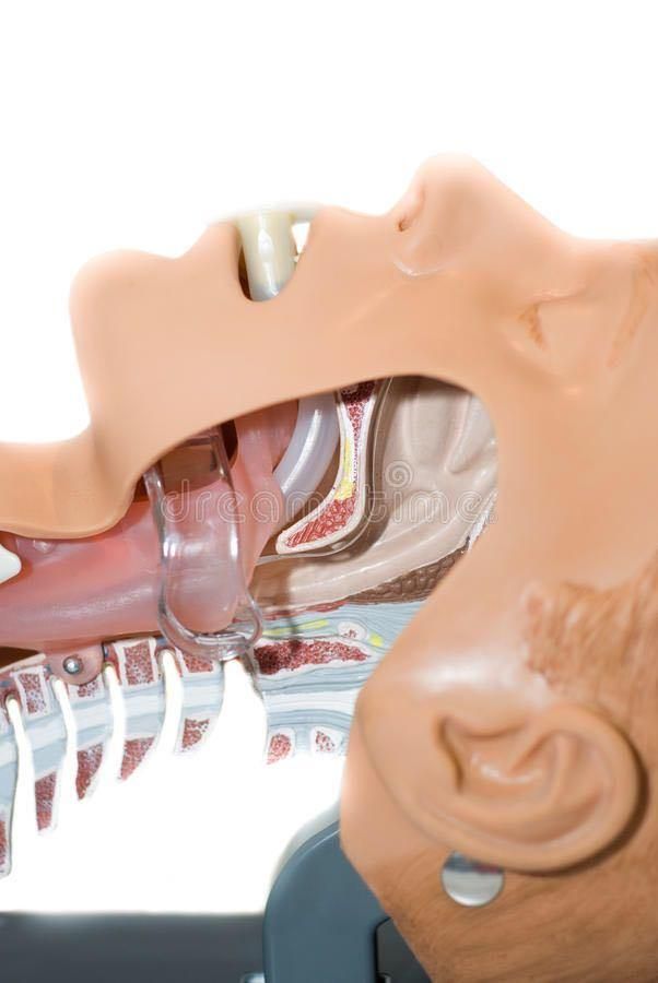 Oropharyngeal Airway Oral Airway Guedel Pattern Airway