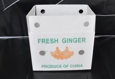 Low Price Collapsible PP Hollow Sheet Vegetable Packing Storage Box