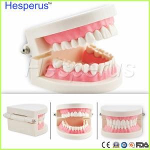 Low Price Oral Health Care Dental Tooth Model