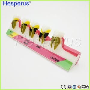 Dental Periodontal Disease Assort Teeth Dentoform Typodont Study Teaching Model