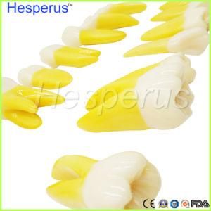 4 Times Permanent Anatomical / (Right 14) Whole Resin Teeth Model