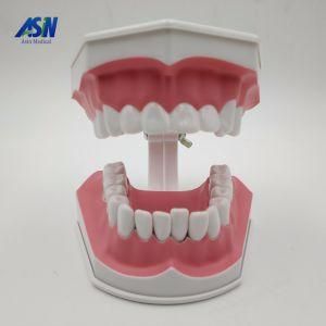 Brushing Teeth Dental Structure Demo Hesperus