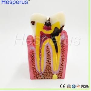 Dentist for Medical Science Teaching Asin