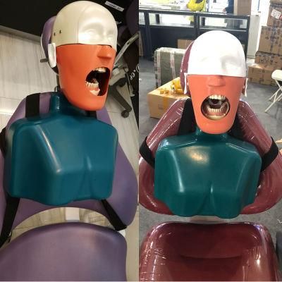 Senior Dentist Mannequin Head Dental Simulator Manikin for Teaching Study