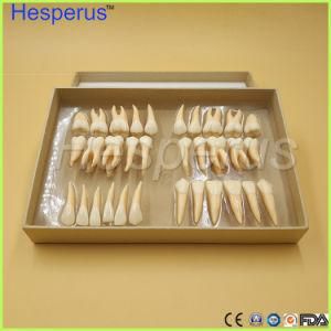 2.5 Times 32 PCS Adult Permanent Teeth Model