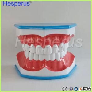 Teeth Brushing Model with Tongue Children Dentist Student Learning Model