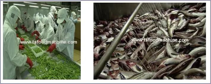 Fruit Washer Automatic Vegetable Processing Machinery
