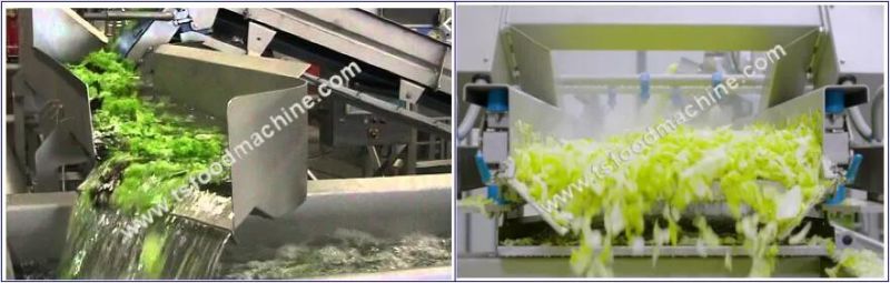 Processing Line for Salad and Vegetable: for up to 1000 Kg Per Hour