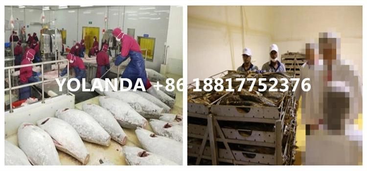 Fully Automatic Canned Tuna in Oil Processing Line