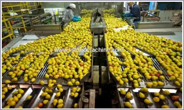 Commerical Fruit Pear Washing Machine, Fruit Washing Line