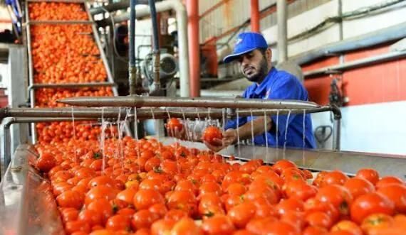 Commercial Fruit Vegetable Cleaning Processing Machines Tomato Herb Washer Fruit Washing Machine