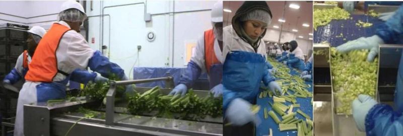 Air Bubble Lettuce Spinach Celery Cabbage Leek Washing Cleaning Machine