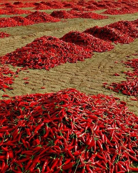 Complete Chilli Sauce Processing Line