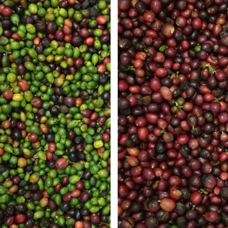 4 Chutes Nut Processing Machinery Coffee Bean Color Sorter