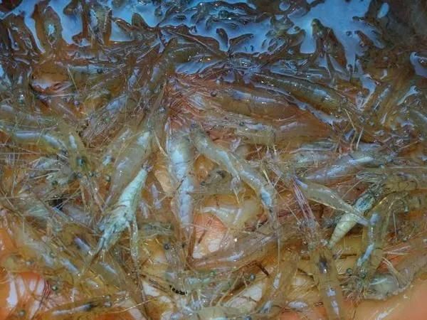 Fish and Shrimp Washer Bubbles Spray Water Washing Machine