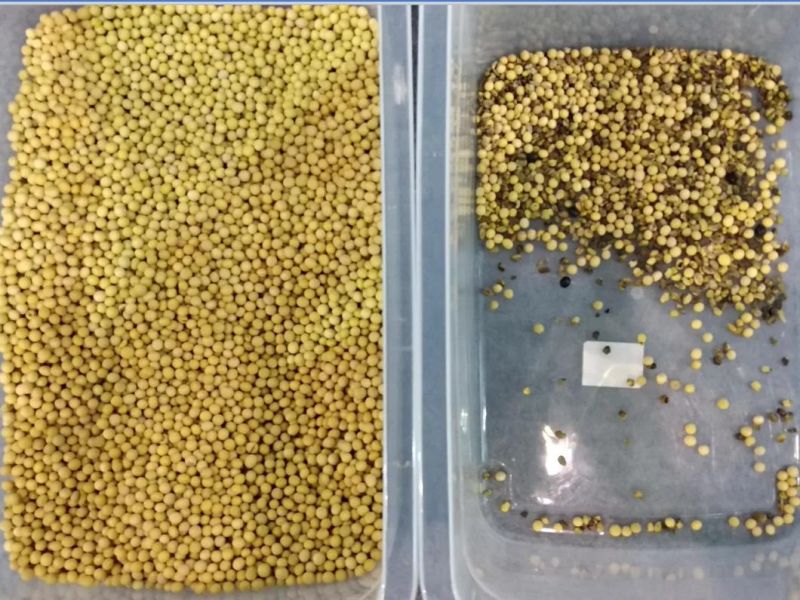 Soybean Processing Machine Mini Movable Soybean Color Sorter