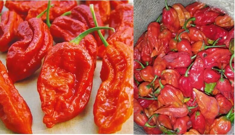 Vegetable Washer Naga King Chilli Washing Machine