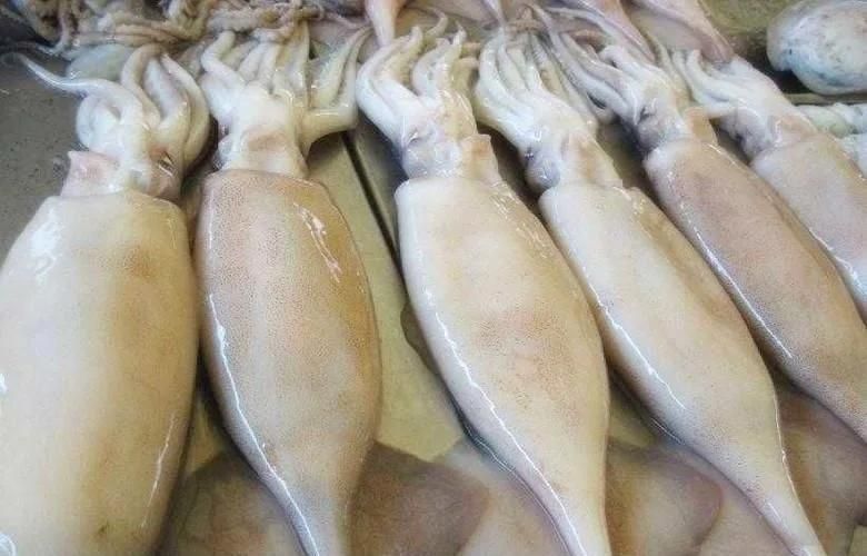 Seafood Cleaning High Efficiency Professional Big Squid Washing Machine
