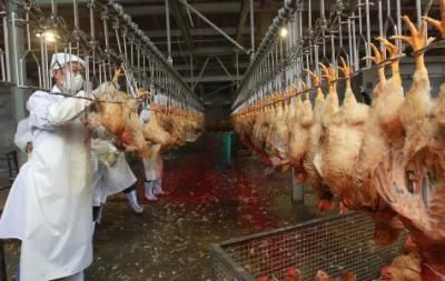 Chicken Slaughterhouse/Poultry Processing Plant Machinery