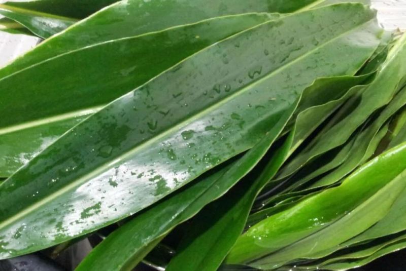 Vegetable Brush Washer Zong Leaves Washing Machine