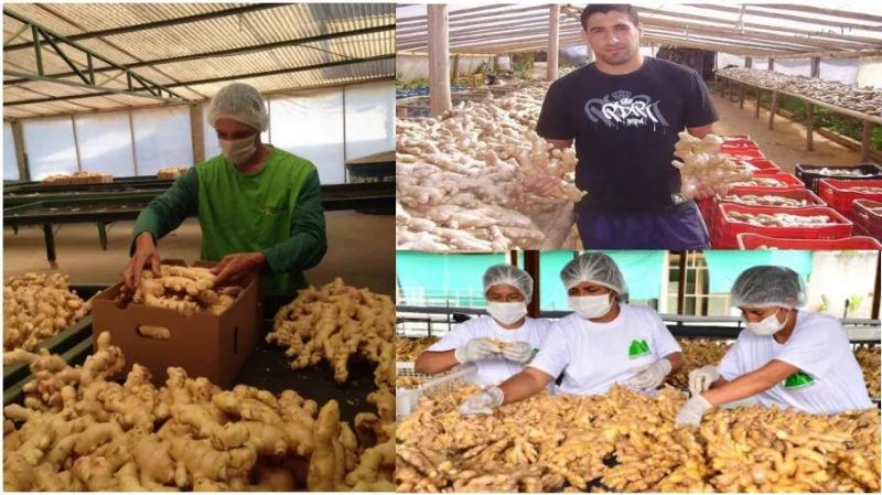 Ginger Rotary Washer Root Vegetable Washing Machine