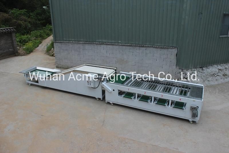 Stainless Steel Potato Grader Used to Vegetable and Potato Grading Machine Potato Sorter for Sale