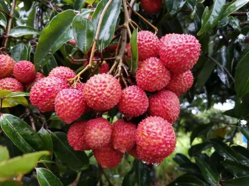 Litchi Processing Machine Production Line