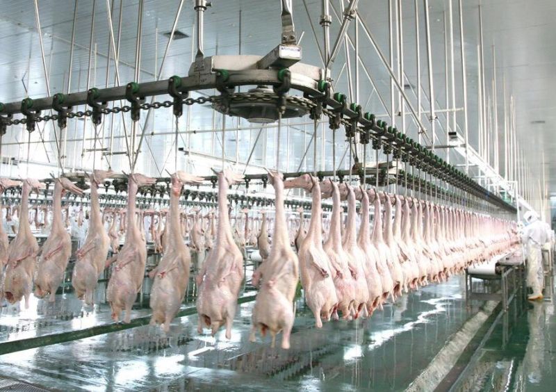 China Chicken Slaughter Production Line / Chicken Slaughter House for Sale