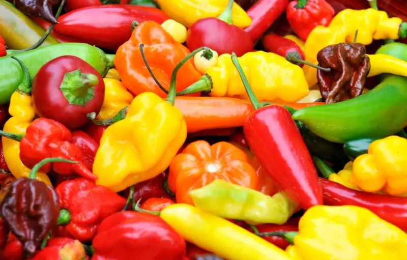Vegetable Washer Vegetables Rinsing Machinery Chili Pepper Bubble Washing Machine