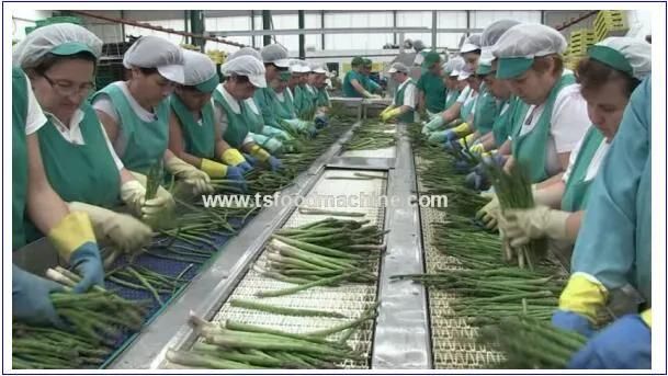 Restaurant Vegetable Blanching Machine Asparagus Blanching Machine
