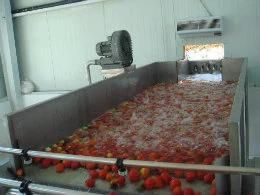 Pumpkin Processing Line Squash Production Machines