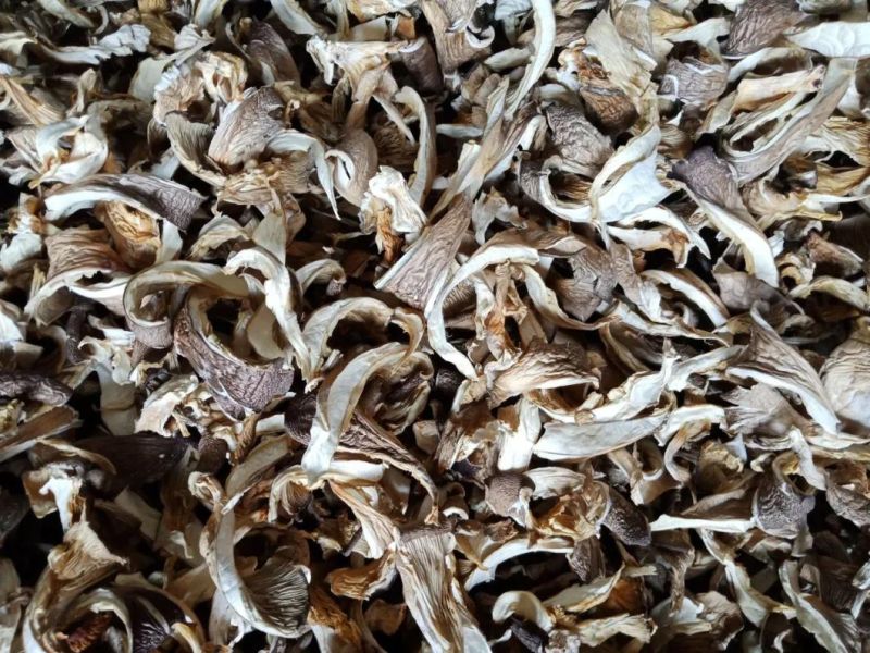 Industrial Vegetables Food Dehydrator Machine Oyster Mushroom Dryer