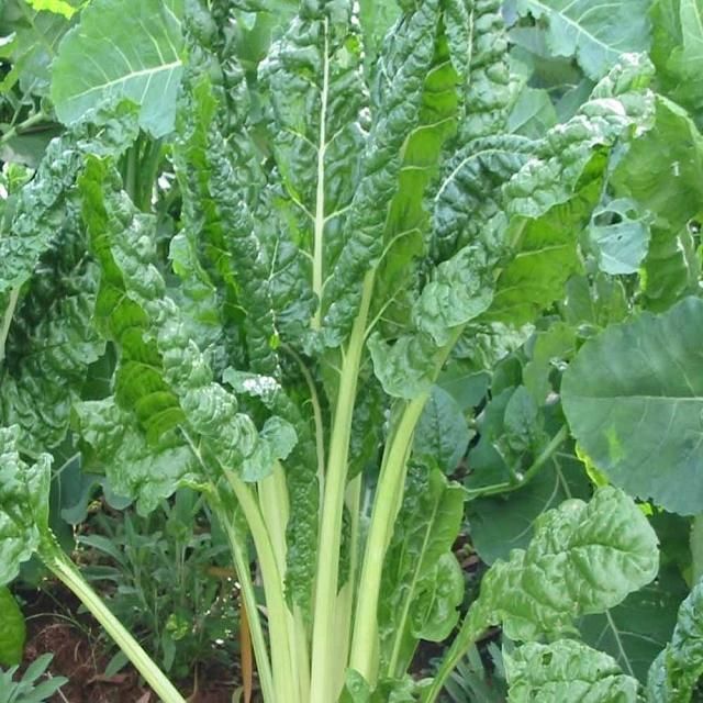 Vegetable Gravel Washing Machine Washing Leaf Vegetables Collard Greens Machine