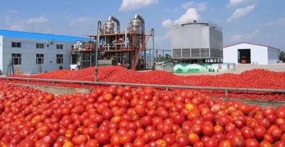 Good Quality Tomato Processing Plant Washer Drying Equipment Tomato Washing Machine