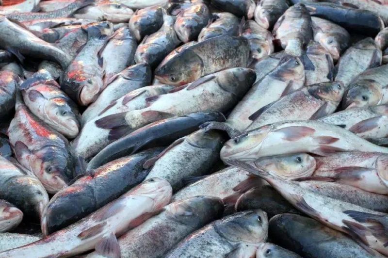Fish and Shrimp Washer Bubbles Spray Water Washing Machine