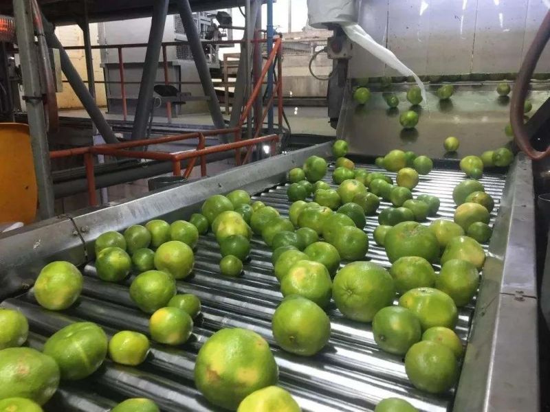 Automatic Orange Peel Essential Oil Extraction Machine