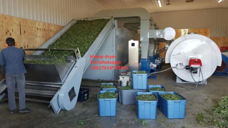 1000-3000lbs/H Automati Herbs Licorice Alfalfa Dryer Mesh Belt Continuous Dryer