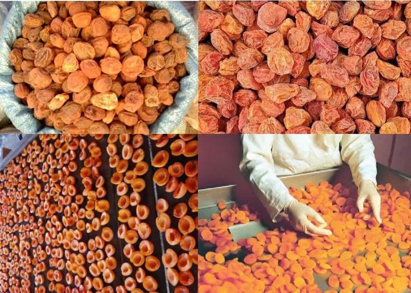 Pepper Dehydration Machine Chill Dehydrator