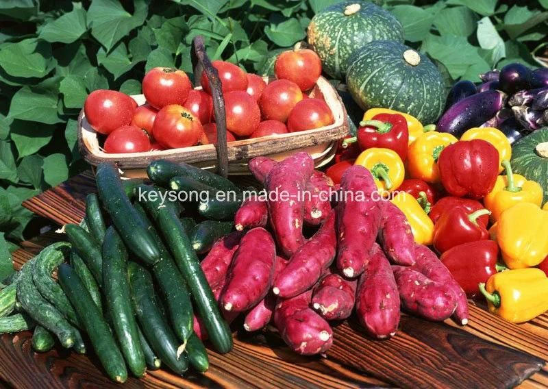 Vegetable Fruit Washing Machine