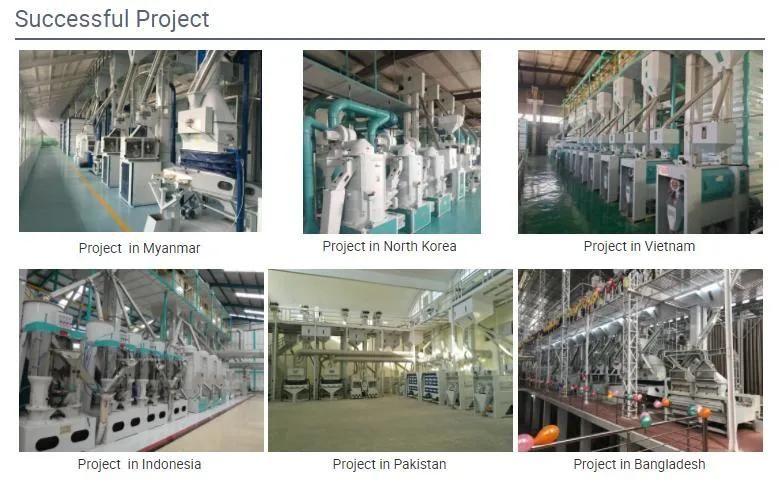 Rice Complete Plant