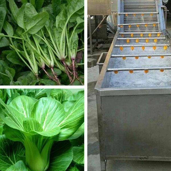 Leafy Vegetable Washing and Drying Line 3meter Spinach Cleaning Machine
