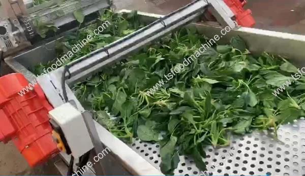 Vegetables Dryer Leafy Vegetable Washing and Drying Machine