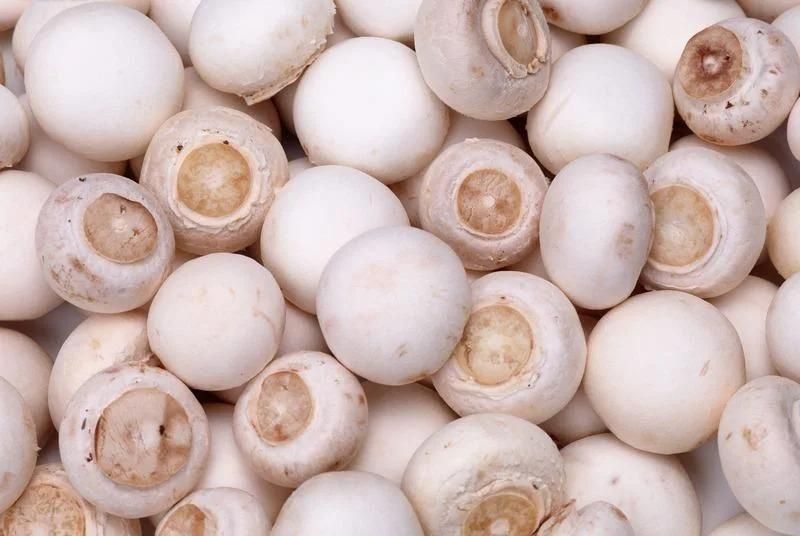 Industrial Vegetable Mushroom Blanching Machine