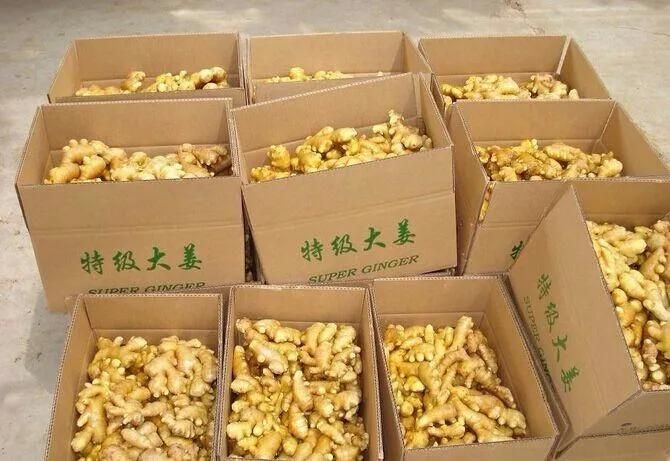 High Pressure Vegetable Fruits Washer Ginger Washing Machine