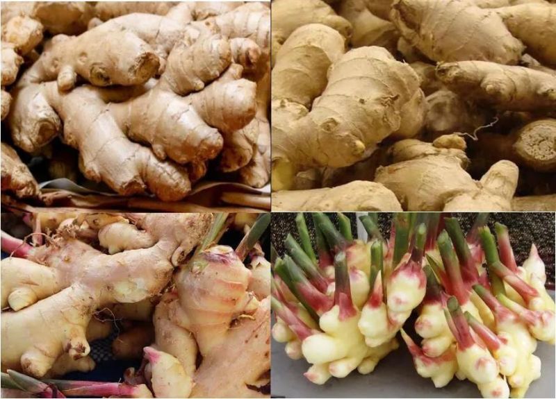 Fresh Young Ginger Washing Machine Ginger Machine