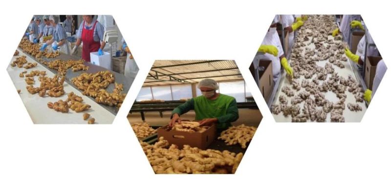 Ginger Rotary Washer Root Vegetable Washing Machine