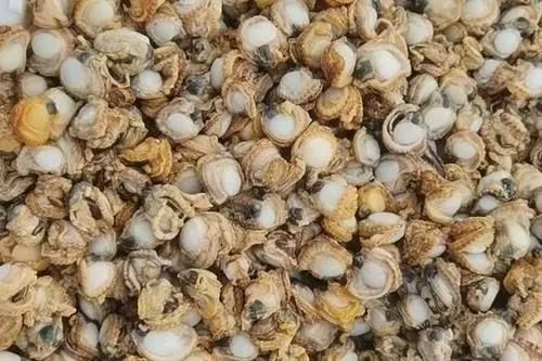 Continuous Seafood Blancher Conveyor Scallop Blanching Machine