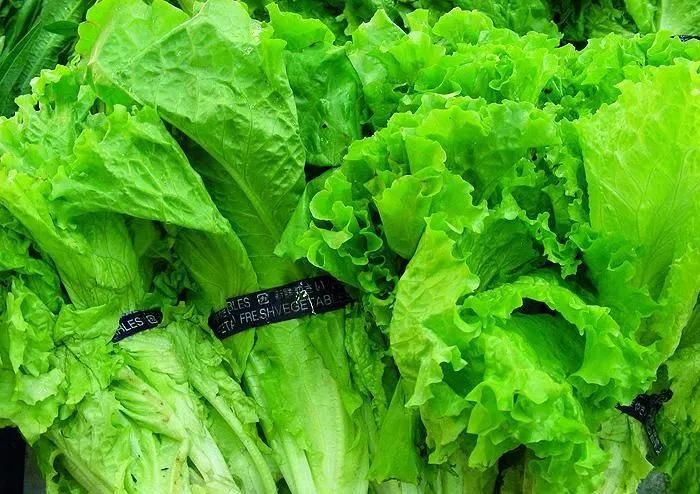 Leafy Vegetable Cutting Machine Leafy Vegetable Lettuce Cutter Equipment