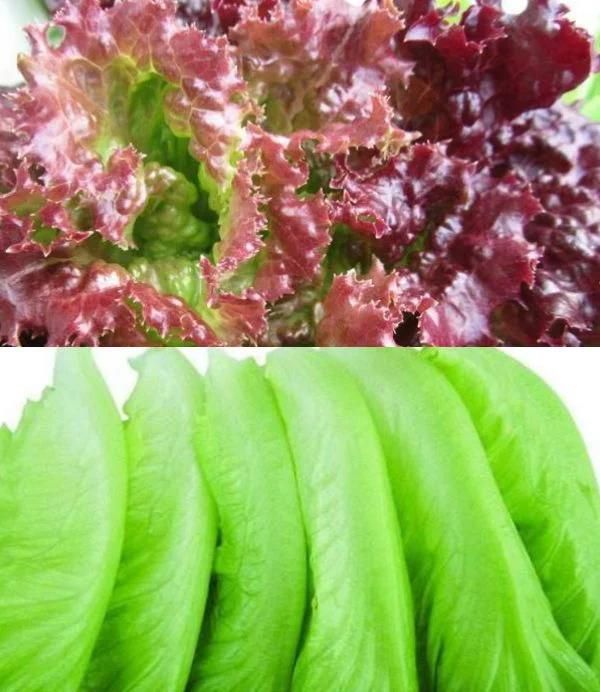 Commercial Lettuce Washing Machine Fruit Ozone Sterilizer Washer